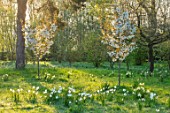 MORTON HALL GARDENS, WORCESTERSHIRE: THE MEADOW, PARK, SPRING, APRIL, MONOPTEROS, DAFFODILS, NARCISSUS, CHERRIES, PRUNUS FRAGRANT CLOUD