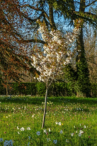 MORTON_HALL_GARDENS_WORCESTERSHIRE_THE_MEADOW_PARK_SPRING_APRIL_DAFFODILS_NARCISSUS_CHERRIES_PRUNUS_