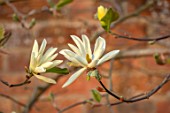 MORTON HALL GARDENS, WORCESTERSHIRE: WHITE, YELLOW,CREAM FLOWERS OF MAGNOLIA GOLD STAR, TREES, BLOSSOMS, FLOWERING, BLOOMING, WALLS, SUNSET