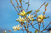 MORTON HALL GARDENS, WORCESTERSHIRE: WHITE, YELLOW,CREAM FLOWERS OF MAGNOLIA GOLD STAR, TREES, BLOSSOMS, FLOWERING, BLOOMING