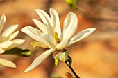 MORTON HALL GARDENS, WORCESTERSHIRE: WHITE, YELLOW,CREAM FLOWERS OF MAGNOLIA GOLD STAR, TREES, BLOSSOMS, FLOWERING, BLOOMING, WALLS, SUNSET