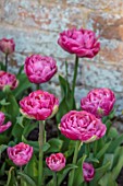 MORTON HALL GARDENS, WORCESTERSHIRE: PLANT PORTRAIT OF PINK FLOWERING, BLOOMING TULIP - TULIPA AMAZING GRACE, BULBS, SPRING, APRIL