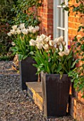 MORTON HALL GARDENS, WORCESTERSHIRE: WEST GARDEN SPRING, APRIL, WHITE FLOWERS OF TULIPS, TULIPA SIGNATURE, IN BLACK CONTAINERS