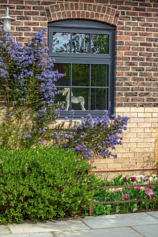 LITTLE_ORCHARDS_SURREY_DESIGNER_NIC_HOWARD_HOUSE_WALL_IN_COURTYARD_WITH_PALE_BLUE_FLOWERS_OF_CEANOTH