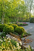 LITTLE ORCHARDS, SURREY, DESIGNER NIC HOWARD: FRONT GARDEN, DRIVE, APRIL, SPRING, BULBS, BIRCH, TULIPS, CLIPPED BOX BALLS. BUXUS, SEAT, BENCH, CLIPPED