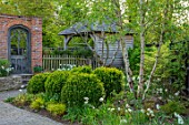 LITTLE ORCHARDS, SURREY, DESIGNER NIC HOWARD: FRONT GARDEN, DRIVE, APRIL, SPRING, BIRCH, CLIPPED TOPIARY BOX BALLS, BUXUS, WALL, GOTHIC DOOR, WOODEN SUMMERHOUSE
