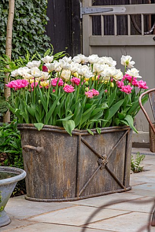 LITTLE_ORCHARDS_SURREY_DESIGNER_NIC_HOWARD_METAL_CONTAINER_WITH_TULIPS_SPRING_APRIL_PATIO_COURTYARD_