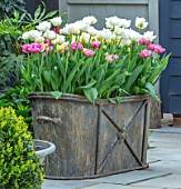 LITTLE ORCHARDS, SURREY, DESIGNER NIC HOWARD: METAL CONTAINER WITH TULIPS, SPRING, APRIL, PATIO, COURTYARD, TULIPA MOUNT TACOMA, DANCELINE AND AVEYRON