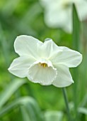 LITTLE ORCHARDS, SURREY, DESIGNER NIC HOWARD: CLOSE UP OF WHITE, CREAM FLOWERS OF DAFFODIL, NARCISSUS THALIA, BULBS, SPRING, APRIL