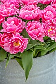 LITTLE ORCHARDS, SURREY, DESIGNER NIC HOWARD: SPRING, APRIL, METAL CONTAINER WITH PINK FLOWERS OF DOUBLE EARLY TULIP - TULIPA MAMA MIA, FLOWERING, BLOOMING, BULBS