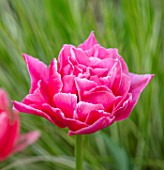 LITTLE ORCHARDS, SURREY, DESIGNER NIC HOWARD: SPRING, PINK FLOWERS OF DOUBLE EARLY TULIP, TULIPA AVEYRON, FLOWERING, BLOOMING, BULBS