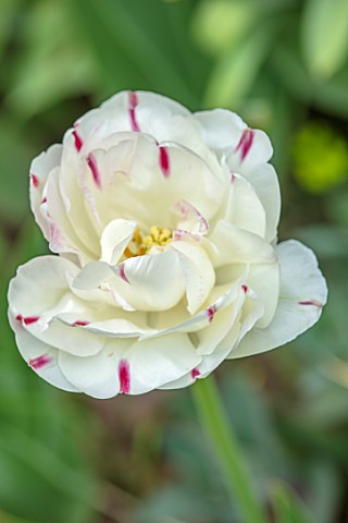 LITTLE_ORCHARDS_SURREY_DESIGNER_NIC_HOWARD_SPRING_APRIL_WHITE_AND_PINK_STRIPED_FLOWERS_OF_PEONY_FLOW