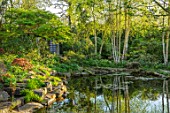 MORTON HALL GARDENS, WORCESTERSHIRE: THE STROLL GARDEN, BIRCH TREES, BIRCHES, REFLECTED IN WATER, LOWER POND, TEAHOUSE, JAPANESE, STYLE, WATER, APRIL, SPRING, REFLECTIONS