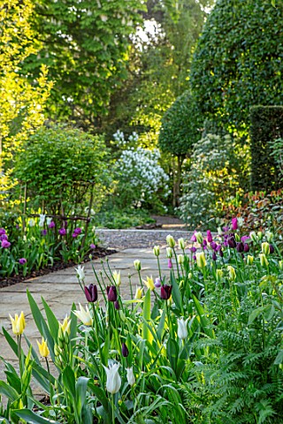 MORTON_HALL_GARDENS_WORCESTERSHIRE_TULIPS_IN_THE_SOUTH_GARDEN_APRIL_SPRING_PATHS_MORNING_LIGHT_TULIP