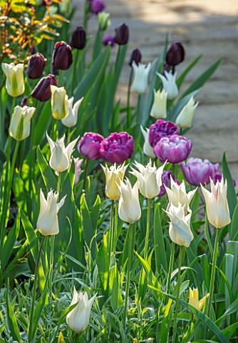 MORTON_HALL_GARDENS_WORCESTERSHIRE_TULIPS_IN_THE_SOUTH_GARDEN_APRIL_SPRING_PATHS_MORNING_LIGHT_TULIP