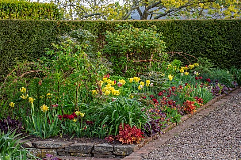 MORTON_HALL_GARDENS_WORCESTERSHIRE_KITCHEN_GARDEN_RED_AND_YELLOW_TULIPS_APRIL_SPRING_TULIPA_YELLOW_S
