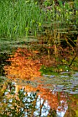 MORTON HALL GARDENS, WORCESTERSHIRE: LOWER POND, POOL, WATER, SPRING, APRIL, ACER, MAPLES, REFLECTIONS IN WATER, REFLECTED