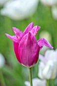 MORTON HALL GARDENS, WORCESTERSHIRE: PLANT PORTRAIT OF PINK FLOWERS OF TULIP - TULIPA LILYROSA, BULBS, SPRING, APRIL, FLOWERING, BLOOMING