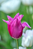 MORTON HALL GARDENS, WORCESTERSHIRE: PLANT PORTRAIT OF PINK FLOWERS OF TULIP - TULIPA LILYROSA, BULBS, SPRING, APRIL, FLOWERING, BLOOMING