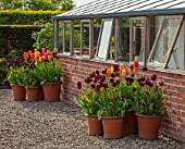 MORTON HALL GARDENS, WORCESTERSHIRE: THE KITCHEN GARDEN, SPRING, APRIL, TERRACOTTA CONTAINERS PLANTED WITH TULIPS - TULIPA FIERY CLUB, CAFE NOIR, RHAPSODY OF SMILES, BLACK HERO