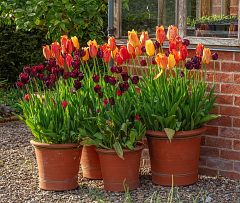 MORTON_HALL_GARDENS_WORCESTERSHIRE_THE_KITCHEN_GARDEN_SPRING_APRIL_TERRACOTTA_CONTAINERS_PLANTED_WIT