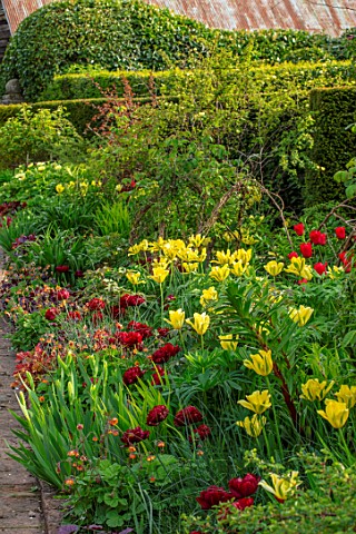 MORTON_HALL_GARDENS_WORCESTERSHIRE_KITCHEN_GARDEN_RED_AND_YELLOW_TULIPS_APRIL_SPRING_TULIPA_YELLOW_S
