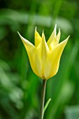 MORTON HALL GARDENS, WORCESTERSHIRE: CLOSE UP OF WHITE FLOWERS OF TULIP - TULIPA SAPPORO, BULBS, APRIL, SPRING
