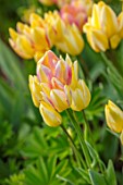 MORTON HALL GARDENS, WORCESTERSHIRE: CLOSE UP OF ORANGE, YELLOW, PINK DOUBLE FLOWERS OF TULIP - TULIPA ANTOINETTE, BULBS, APRIL, SPRING