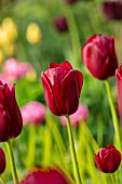 MORTON HALL GARDENS, WORCESTERSHIRE: CLOSE UP OF DARK RED FLOWERS OF TULIP - TULIPA NATIONAL VELVET, BULBS, APRIL, SPRING