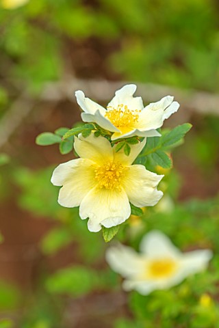 MORTON_HALL_GARDENS_WORCESTERSHIRE_PLANT_PORTRAIT_OF_PALE_YELLOW_CREAM_FLOWERS_OF_ROSE__ROSA_XANTHIN