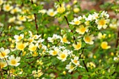 MORTON HALL GARDENS, WORCESTERSHIRE: PLANT PORTRAIT OF PALE YELLOW, CREAM FLOWERS OF ROSE - ROSA XANTHINA F HUGONIS, HUGOS ROSE, FLOWERING, SCENTED, FRAGRANT, SHRUBS