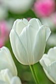 MORTON HALL GARDENS, WORCESTERSHIRE: PLANT PORTRAIT OF WHITE, CREAM FLOWERS OF TULIP- TULIPA HAKUUN, BULBS, FLOWERING