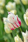 MORTON HALL GARDENS, WORCESTERSHIRE: PLANT PORTRAIT OF WHITE, CREAM, RED FLOWERS OF TULIP- TULIPA SAPPORO, BULBS, FLOWERING