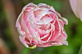 MORTON HALL GARDENS, WORCESTERSHIRE: PLANT PORTRAIT OF WHITE, PALE PINK FLOWERS OF TULIP- TULIPA FINOLA, BULBS, FLOWERING