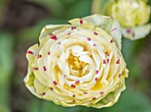 MORTON HALL GARDENS, WORCESTERSHIRE: PLANT PORTRAIT OF WHITE, CREAM, PINK, FLOWERS OF TULIP- TULIPA DANCELING, BULBS, FLOWERING