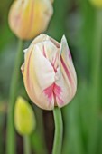 MORTON HALL GARDENS, WORCESTERSHIRE: PLANT PORTRAIT OF WHITE, PALE PINK FLOWERS OF TULIP- TULIPA SORBET, BULBS, FLOWERING