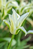 MORTON HALL GARDENS, WORCESTERSHIRE: PLANT PORTRAIT OF WHITE, GREEN FLOWERS OF TULIP - TULIPA GREEN STAR, BULBS, FLOWERING
