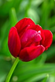 MORTON HALL GARDENS, WORCESTERSHIRE: PLANT PORTRAIT OF RED FLOWERS OF TULIP- TULIPA NATIONAL VELVET, BULBS, FLOWERING