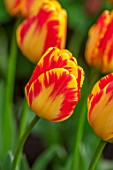 MORTON HALL GARDENS, WORCESTERSHIRE: PLANT PORTRAIT OF RED, YELLOW, ORANGE FLOWERS OF TULIP- TULIPA BANJA LUKA, BULBS, FLOWERING