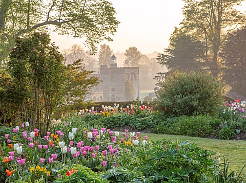 FORDE_ABBEY_SOMERSET_THE_ABBEY_AND_TULIPS_ON_THE_MOUNT__TULIPA_MISTRESS_CLEARWATER_DAYDREAM_WALLFLOW