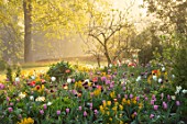 FORDE ABBEY, SOMERSET: TULIPS ON THE MOUNT - TULIPA MISTRESS, CLEARWATER, DAYDREAM, WALLFLOWERS, NARCISSUS GERANIUM, SPRING, APRIL, BORDERS, MORNING, SUNRISE