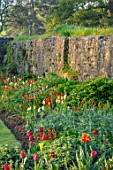 FORDE ABBEY, SOMERSET: PARK GARDEN, BORDERS, TULIPS- TULIPA KINGSBLOOD, QUEEN OF THE NIGHT, TRIUMPHATOR, TULIPS, SPRING, WALLS