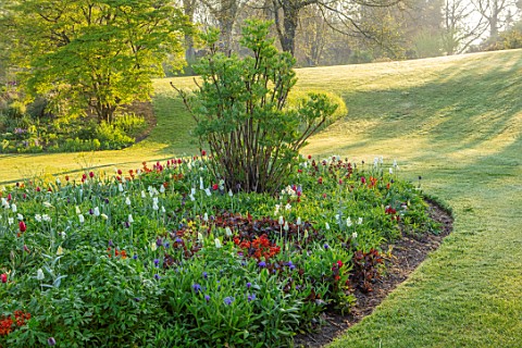 FORDE_ABBEY_SOMERSET_BORDERS_TULIPS_TULIPA_KINGSBLOOD_QUEEN_OF_THE_NIGHT_TRIUMPHATOR_TULIPS_SPRING_M