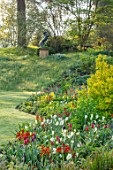 FORDE ABBEY, SOMERSET: PARK GARDEN, BORDERS, TULIPS- TULIPA KINGSBLOOD, QUEEN OF THE NIGHT, TRIUMPHATOR, TULIPS, SPRING
