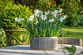 DESIGNER ANGELA COLLINS: GREY CONTAINER WITH WHITE FLOWERS - NARCISSUS TRESAMBLE, MUSCARI BLUE MAGIC, CONTAINERS, SPRING, APRIL