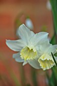 DESIGNER ANGELA COLLINS: WOODEN VINE BOX, CONTAINER WITH WHITE, CREAM, YELLOW FLOWERS OF NARCISSUS TRESAMBLE, BULBS