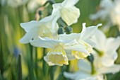 DESIGNER ANGELA COLLINS: WHITE, CREAM, YELLOW FLOWERS OF NARCISSUS TRESAMBLE, BULBS, SPRING, APRIL