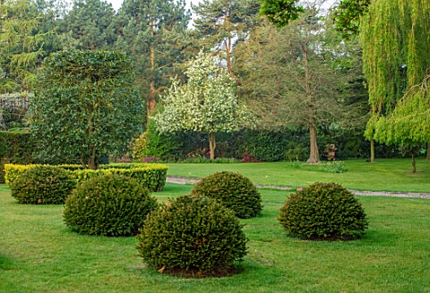 HALL_O_TH_WOOD_CHESHIRE_HOUSE_LAWN_SPRING_APRIL_CLIPPED_TOPIARY_SHAPES_GREEN_YEW_TAXUS_LAWN