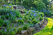 HALL O TH WOOD, CHESHIRE: LAWN, SPRING, APRIL, RAISED BED, BORDER, BLUEBELLS, WOODEN BENCHES, SEAT, BLUE FLOWERS, SHADE, SHADY