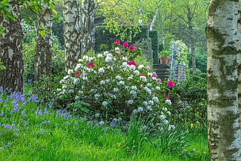 HALL_O_TH_WOOD_CHESHIRE_WOODLAND_SPRING_APRIL_BLUEBELLS_AND_WHITE_FLOWERS_OF_RHODODENDRON_CUNNINGHAM